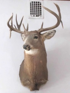 Buck 1 Money Creek, Retreat, Houston, Minnesota, Cabins, Lodging, Place to stay, Hotel, Motel, B&B, vacation rental, Groups, house rental, country, retreat, families, hunting, fishing, outdoors, hiking, get away, nature, camping, fires, Deer, Turkey, Trout, Walleye, Fly Fishing, Pheasant, Root River, Kayaking, Canoeing, Tubing, Biking, Skiing, show shoeing, snowmobiling, trails, public, private, rustic, remote, Golf, State Parks, Mississippi River, International Owl Center, Owl Festival, Lokens, Sawmill, Outback Ranch, Horses, Haven, Cushon’s Peak Campground, Oakridge Lodge, Crest Inn, Bunkhouse, Hidden Bluffs Resort, Rushford, Caledonia, La Crescent, La Crosse, Wisconsin, Peterson, Lanesboro, Whalan, Preston, Harmony, Commonweal Theatre, Minnesota State Veterans Cemetary, Trout Days, Buffalo Bill Days, Houston Hoedown, SEMBA Bluegrass, Apple Fest, Steam Engine Days, Houston Nature Center, Rochester, Winona, Twin Cities, Norsland Lefse, Rushford Days, Root River Triathlon, Spring Grove, Decorah, Iowa, Upper Iowa River, DNR, License, Seasons,