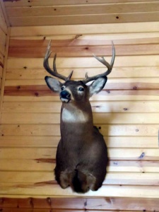 Buck 2 Money Creek, Retreat, Houston, Minnesota, Cabins, Lodging, Place to stay, Hotel, Motel, B&B, vacation rental, Groups, house rental, country, retreat, families, hunting, fishing, outdoors, hiking, get away, nature, camping, fires, Deer, Turkey, Trout, Walleye, Fly Fishing, Pheasant, Root River, Kayaking, Canoeing, Tubing, Biking, Skiing, show shoeing, snowmobiling, trails, public, private, rustic, remote, Golf, State Parks, Mississippi River, International Owl Center, Owl Festival, Lokens, Sawmill, Outback Ranch, Horses, Haven, Cushon’s Peak Campground, Oakridge Lodge, Crest Inn, Bunkhouse, Hidden Bluffs Resort, Rushford, Caledonia, La Crescent, La Crosse, Wisconsin, Peterson, Lanesboro, Whalan, Preston, Harmony, Commonweal Theatre, Minnesota State Veterans Cemetary, Trout Days, Buffalo Bill Days, Houston Hoedown, SEMBA Bluegrass, Apple Fest, Steam Engine Days, Houston Nature Center, Rochester, Winona, Twin Cities, Norsland Lefse, Rushford Days, Root River Triathlon, Spring Grove, Decorah, Iowa, Upper Iowa River, DNR, License, Seasons,