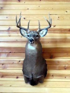 Buck 3 Money Creek, Retreat, Houston, Minnesota, Cabins, Lodging, Place to stay, Hotel, Motel, B&B, vacation rental, Groups, house rental, country, retreat, families, hunting, fishing, outdoors, hiking, get away, nature, camping, fires, Deer, Turkey, Trout, Walleye, Fly Fishing, Pheasant, Root River, Kayaking, Canoeing, Tubing, Biking, Skiing, show shoeing, snowmobiling, trails, public, private, rustic, remote, Golf, State Parks, Mississippi River, International Owl Center, Owl Festival, Lokens, Sawmill, Outback Ranch, Horses, Haven, Cushon’s Peak Campground, Oakridge Lodge, Crest Inn, Bunkhouse, Hidden Bluffs Resort, Rushford, Caledonia, La Crescent, La Crosse, Wisconsin, Peterson, Lanesboro, Whalan, Preston, Harmony, Commonweal Theatre, Minnesota State Veterans Cemetary, Trout Days, Buffalo Bill Days, Houston Hoedown, SEMBA Bluegrass, Apple Fest, Steam Engine Days, Houston Nature Center, Rochester, Winona, Twin Cities, Norsland Lefse, Rushford Days, Root River Triathlon, Spring Grove, Decorah, Iowa, Upper Iowa River, DNR, License, Seasons,
