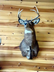 Buck 4 Money Creek, Retreat, Houston, Minnesota, Cabins, Lodging, Place to stay, Hotel, Motel, B&B, vacation rental, Groups, house rental, country, retreat, families, hunting, fishing, outdoors, hiking, get away, nature, camping, fires, Deer, Turkey, Trout, Walleye, Fly Fishing, Pheasant, Root River, Kayaking, Canoeing, Tubing, Biking, Skiing, show shoeing, snowmobiling, trails, public, private, rustic, remote, Golf, State Parks, Mississippi River, International Owl Center, Owl Festival, Lokens, Sawmill, Outback Ranch, Horses, Haven, Cushon’s Peak Campground, Oakridge Lodge, Crest Inn, Bunkhouse, Hidden Bluffs Resort, Rushford, Caledonia, La Crescent, La Crosse, Wisconsin, Peterson, Lanesboro, Whalan, Preston, Harmony, Commonweal Theatre, Minnesota State Veterans Cemetary, Trout Days, Buffalo Bill Days, Houston Hoedown, SEMBA Bluegrass, Apple Fest, Steam Engine Days, Houston Nature Center, Rochester, Winona, Twin Cities, Norsland Lefse, Rushford Days, Root River Triathlon, Spring Grove, Decorah, Iowa, Upper Iowa River, DNR, License, Seasons,